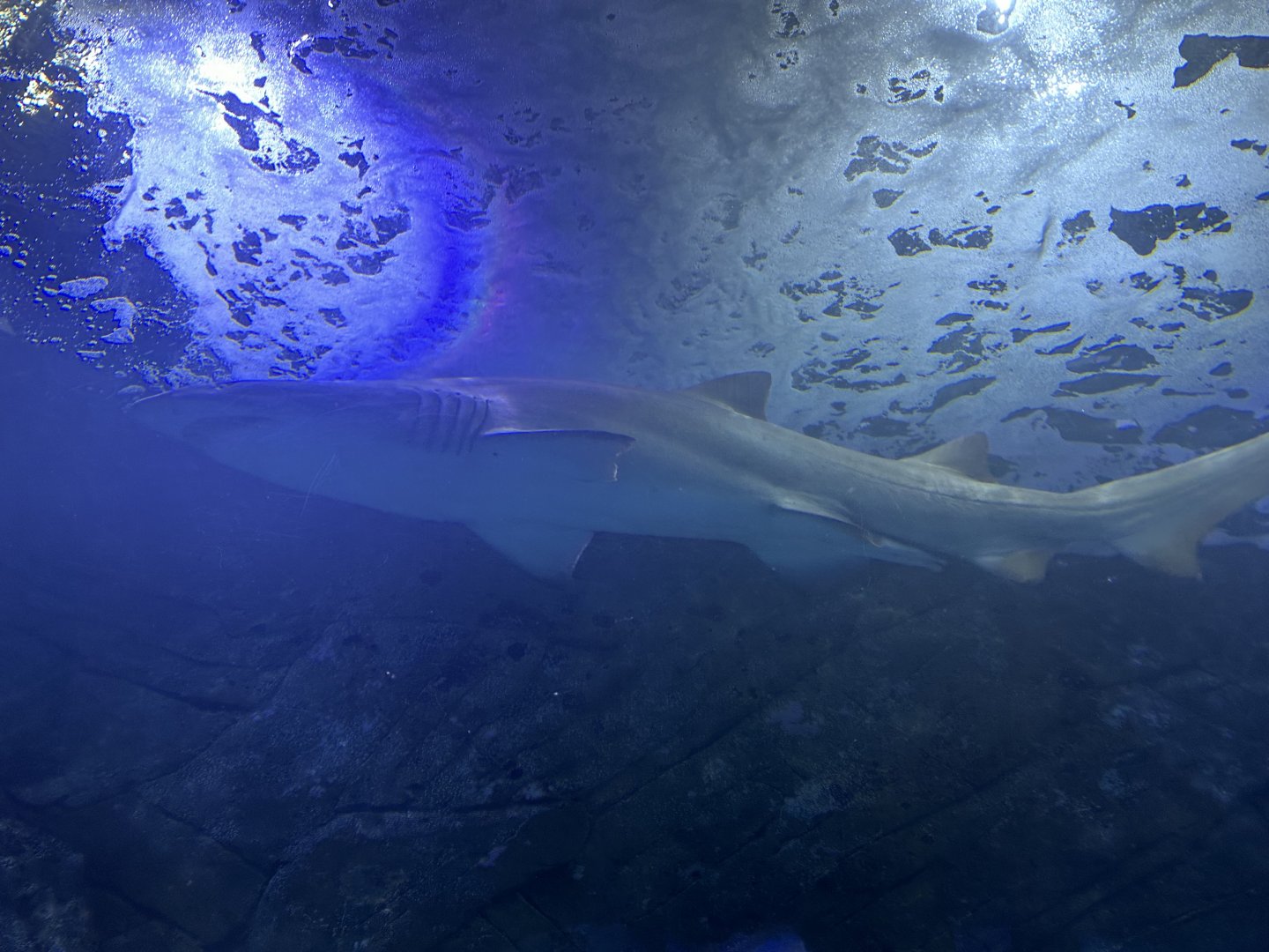 Grey nurse shark (Carcharias taurus)