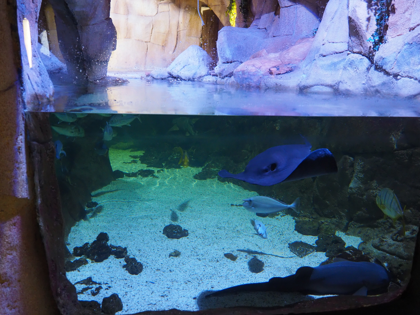 Grey nurse shark, stingray and unicorn tang aquarium, 2019-10-05