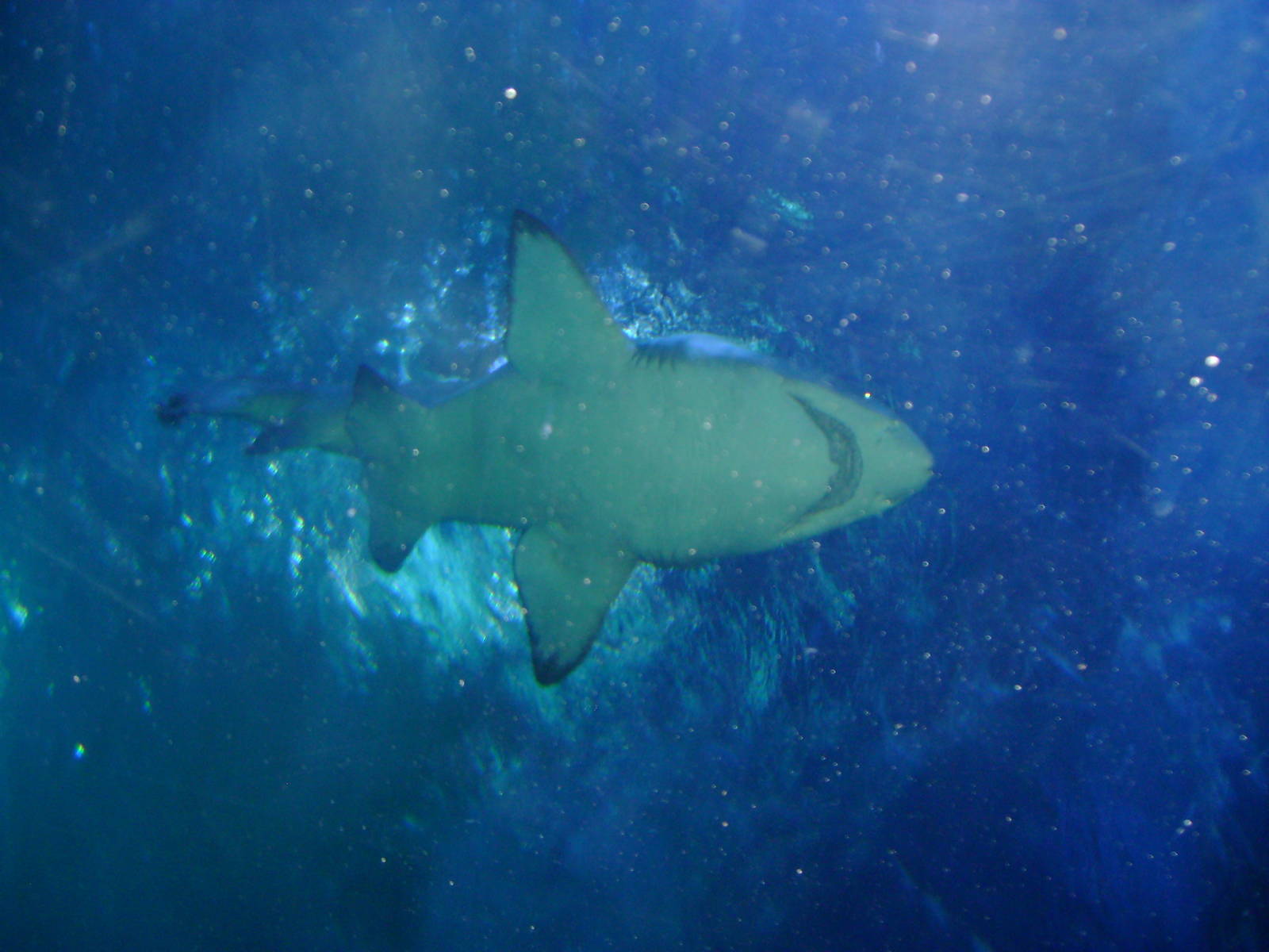 Grey Nurse Shark
