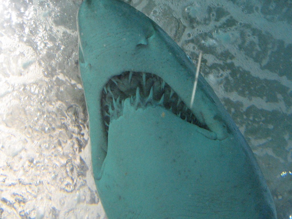Grey Nurse Shark