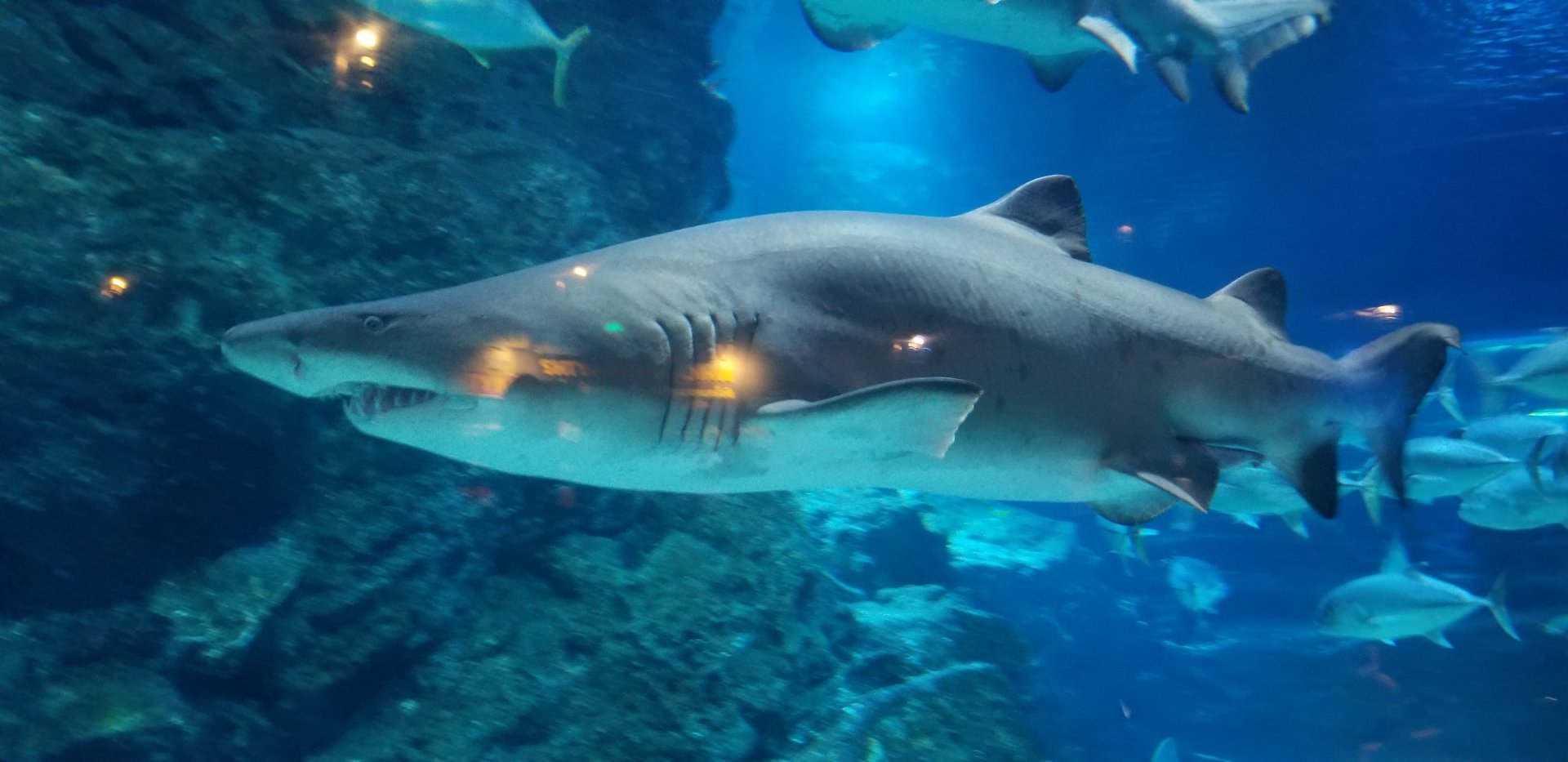 Grey Nurse Shark