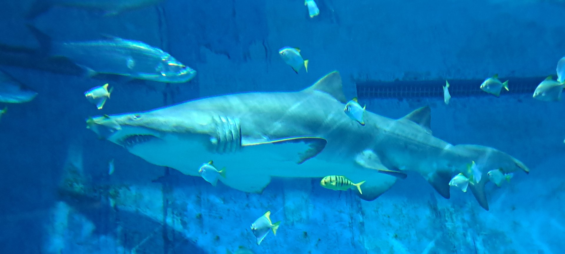Grey Nurse Shark