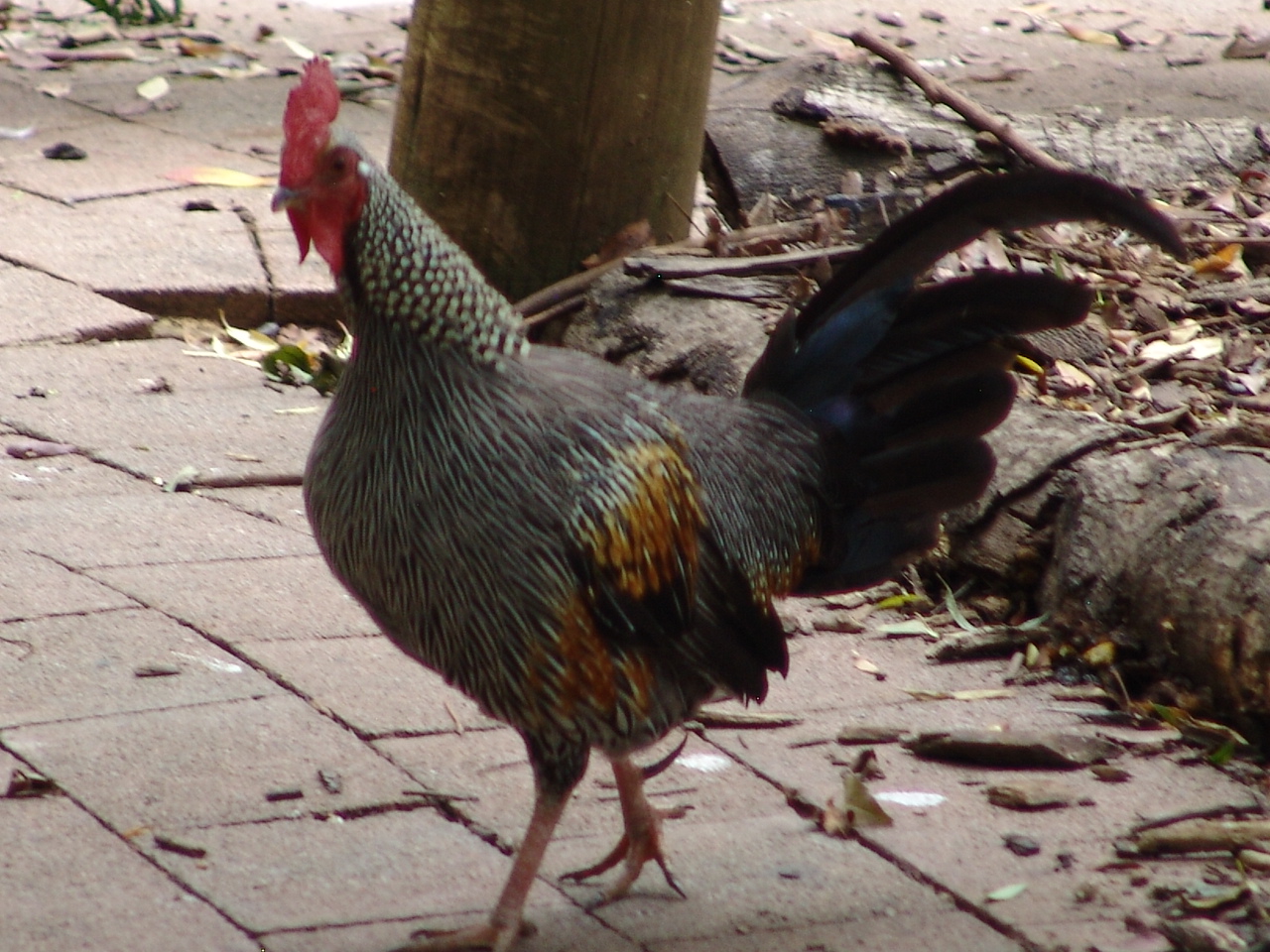 Grey or Sonnerat's Jungle fowl (Gallus sonneratii)