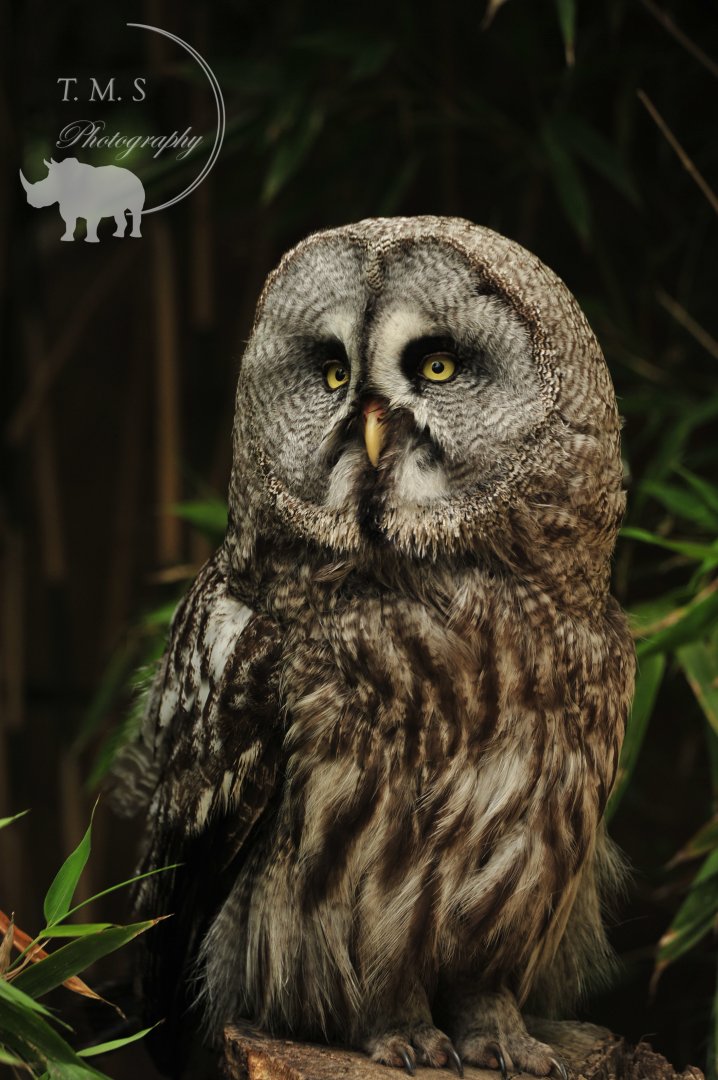 Grey Owl came down to see all the vistors