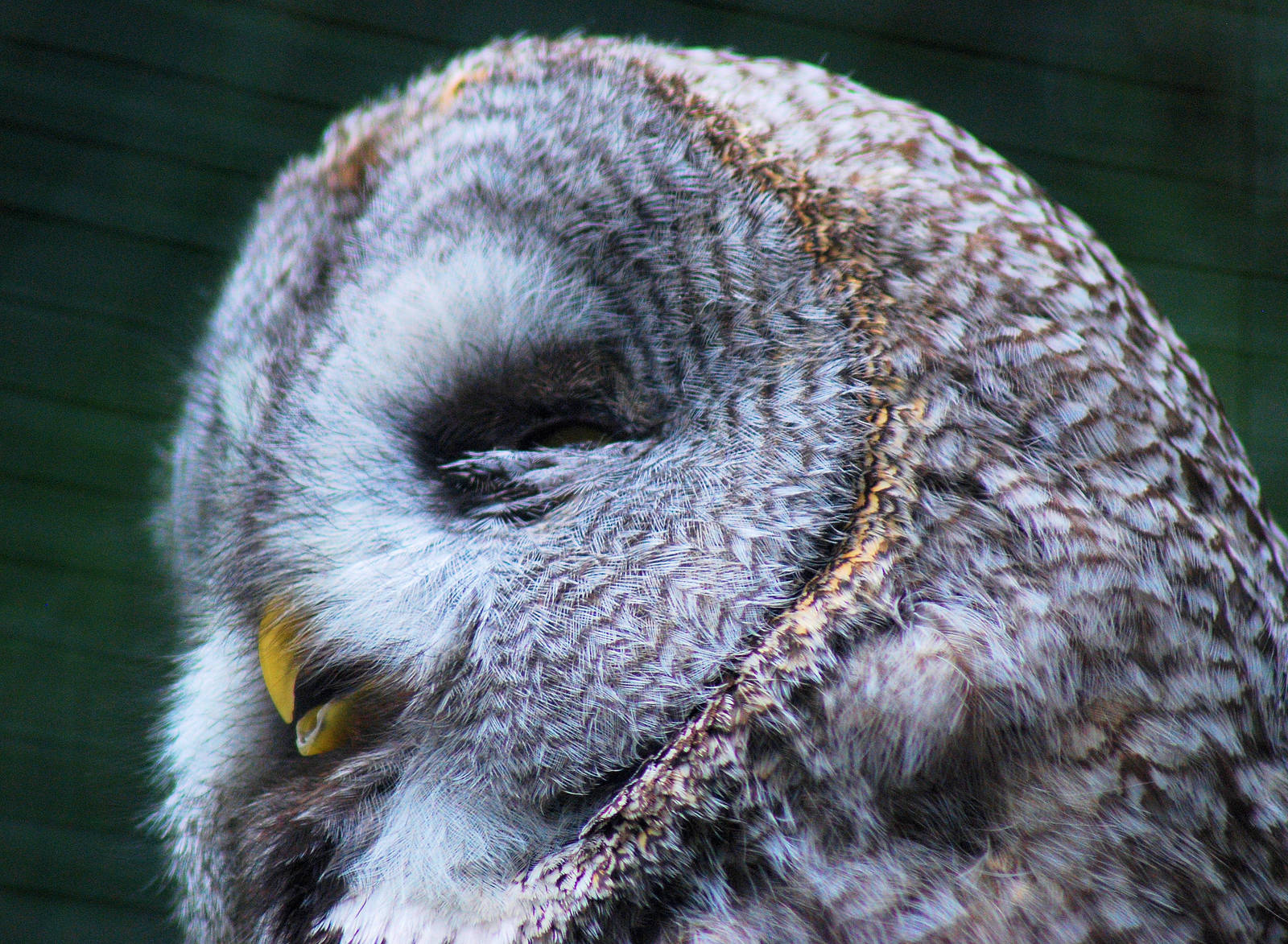 Grey Owl