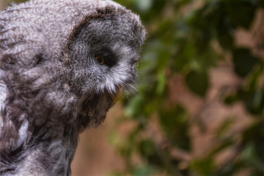 Grey Owl