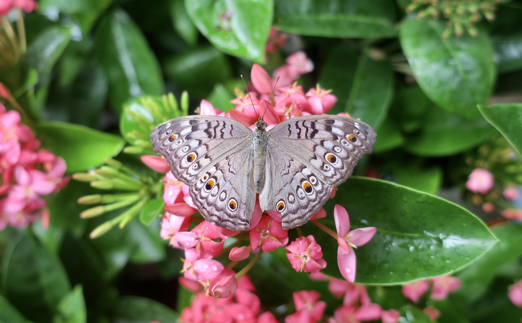 Grey Pansy (Junonia atlites) - Changi Airport Butterfly Garden