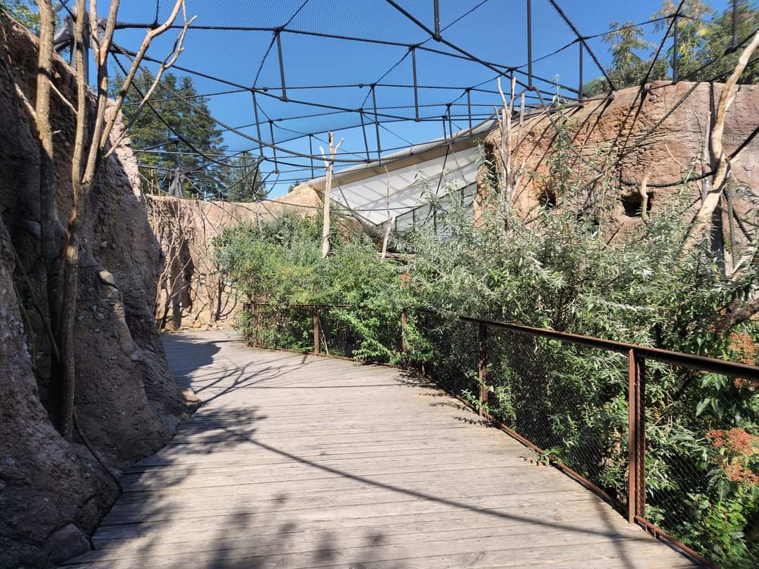Grey parot Walktrough Aviary