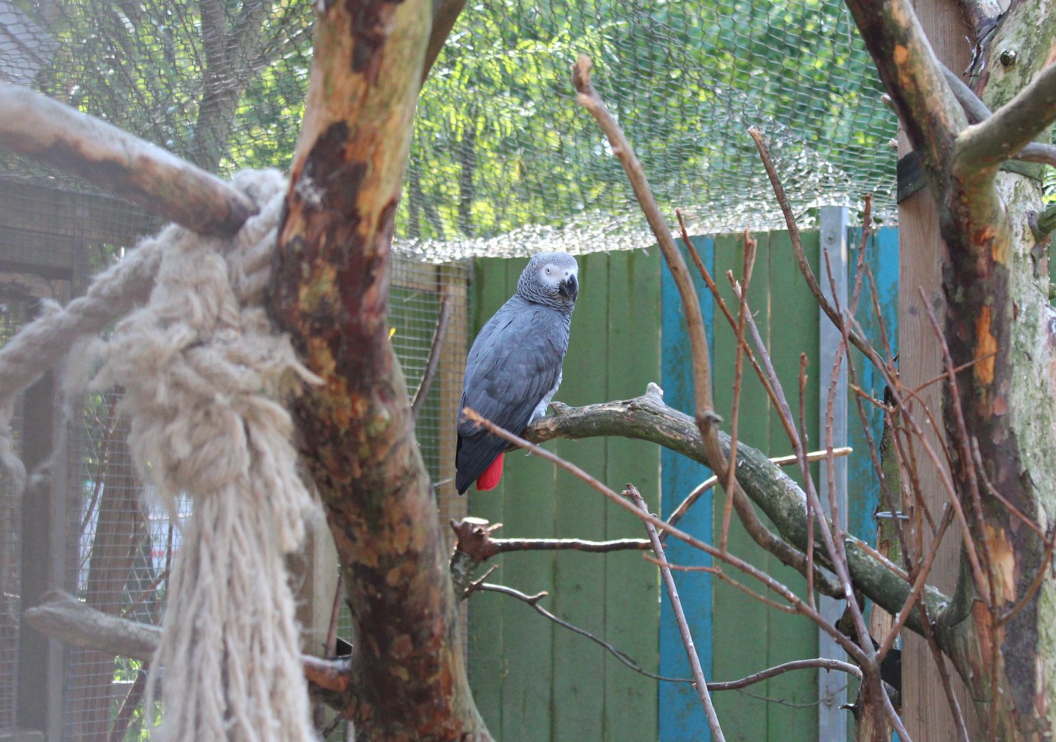 Grey parrot (2013)