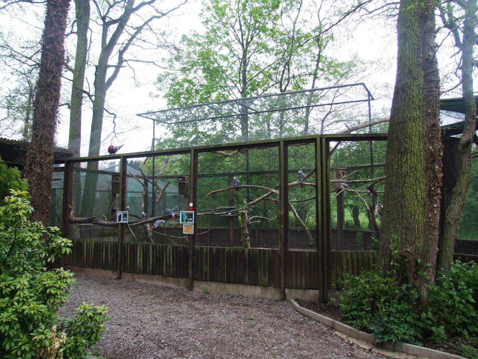 Grey Parrot Aviary at Tropical Birdland, 18/05/13