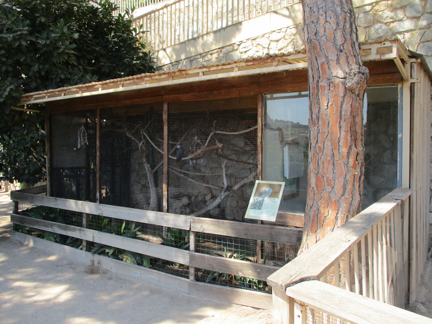 Grey parrot aviary