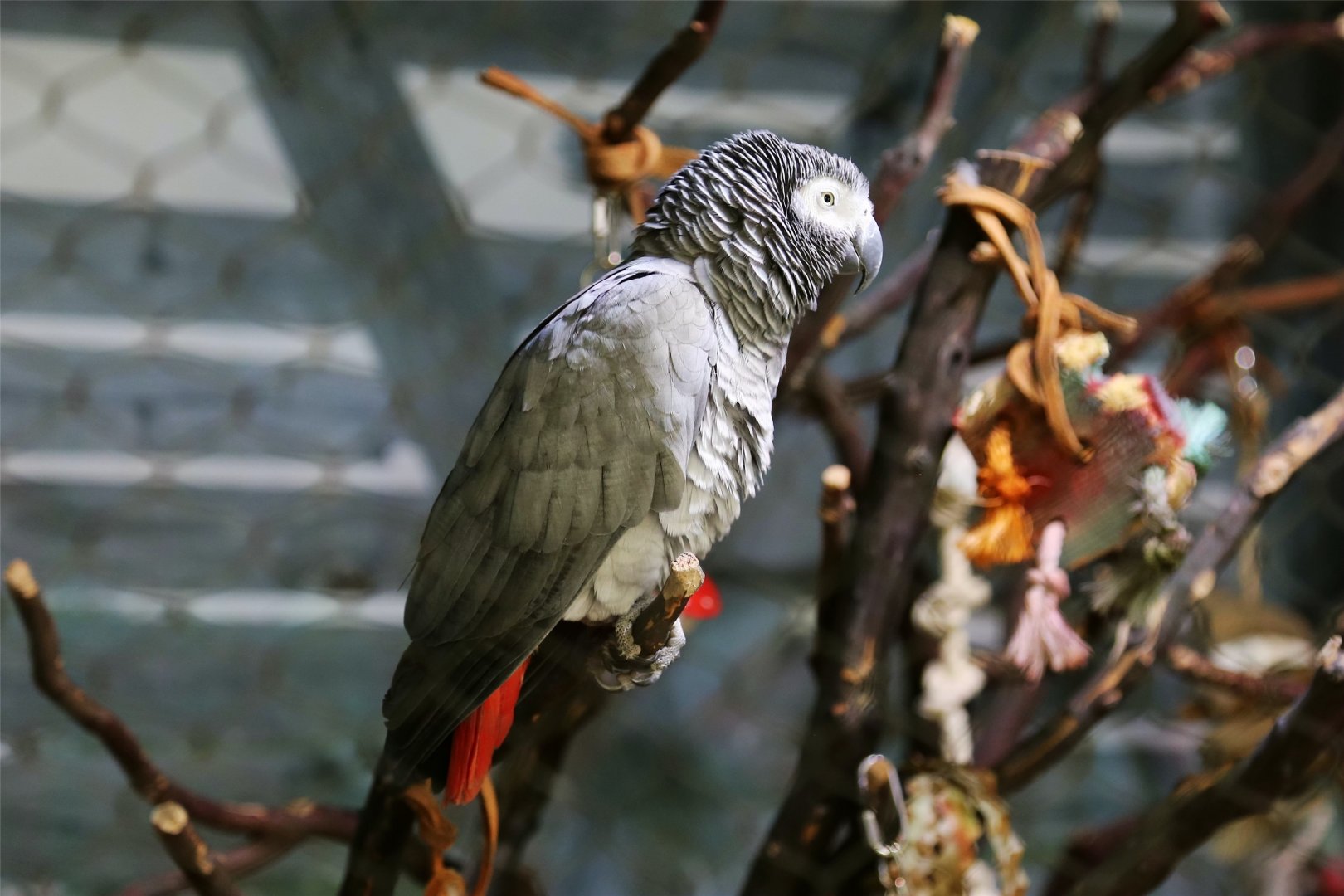 Grey Parrot, December 2015