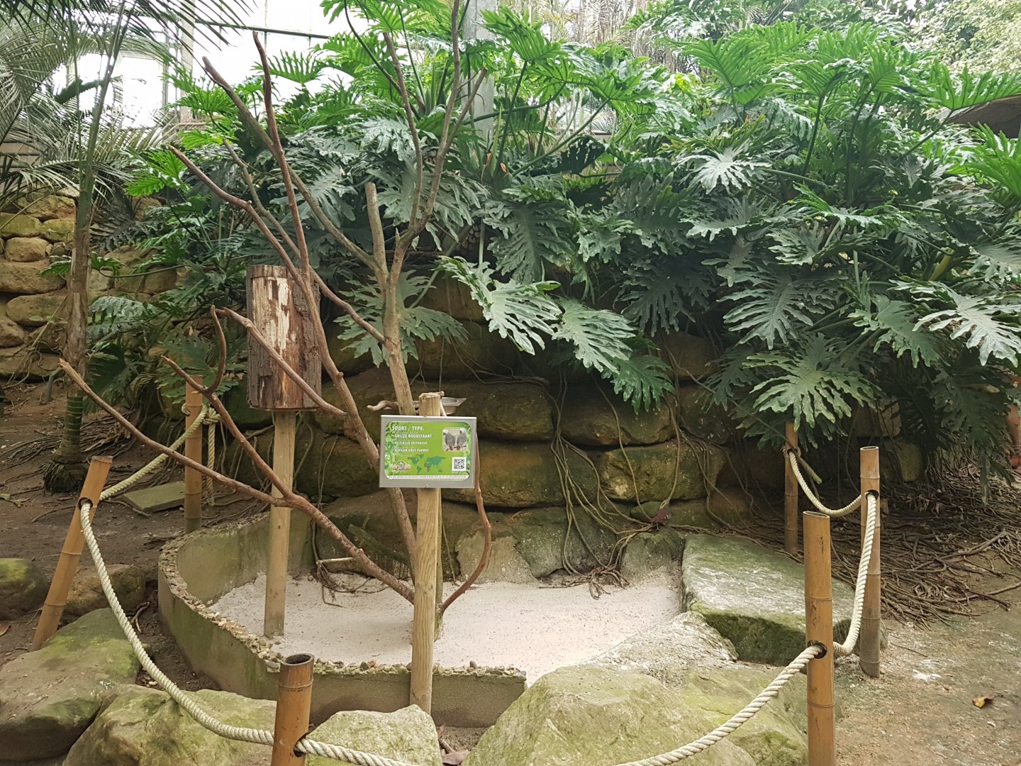 Grey parrot-enclosure