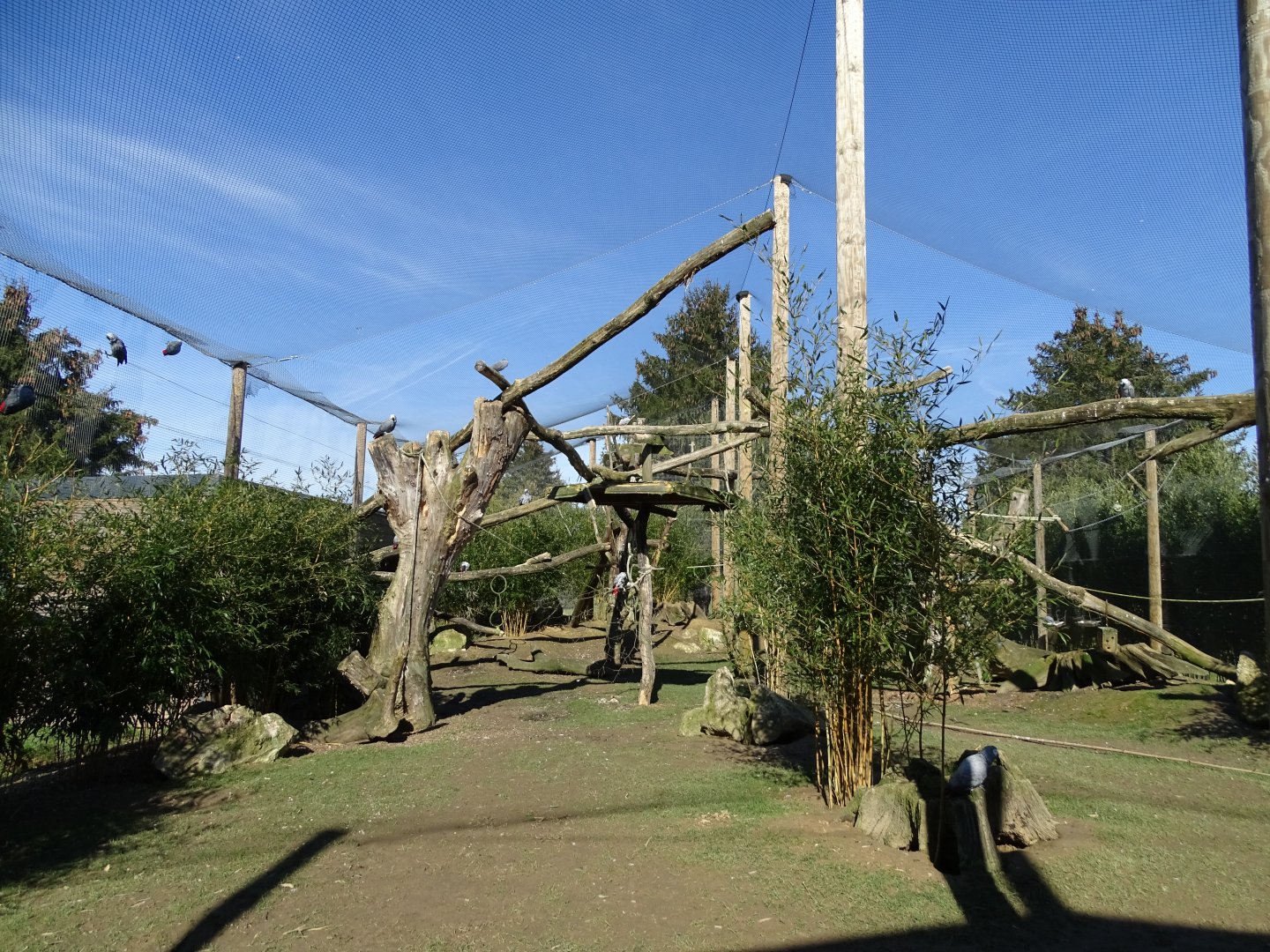 Grey parrot (Psittacus erithacus) aviary
