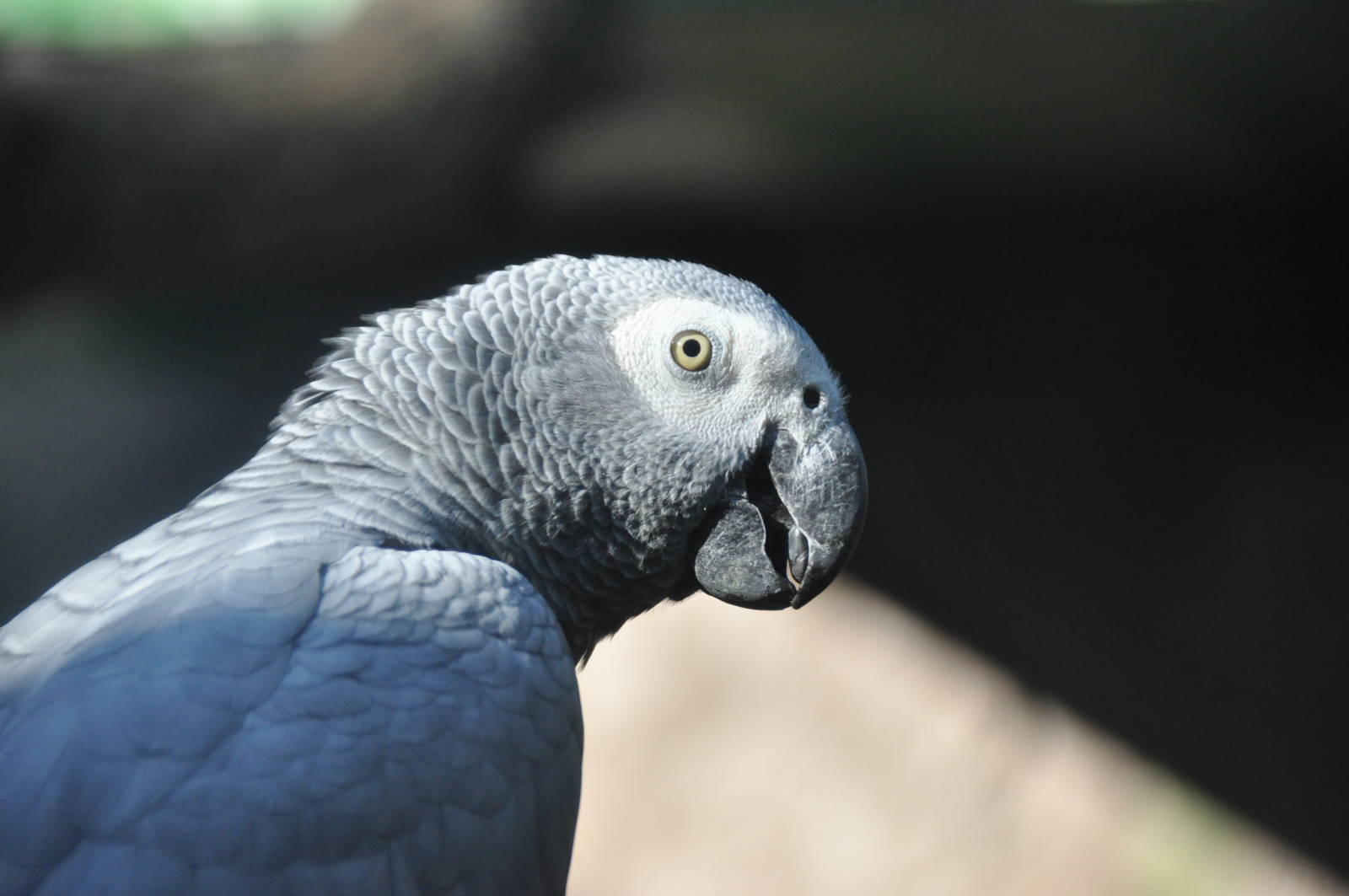 Grey parrot/ Psittacus erithacus erithacus