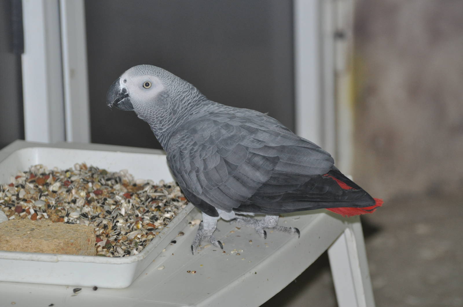 Grey parrot/ Psittacus erithacus erithacus