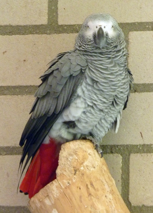 Grey parrot (Psittacus erithacus)