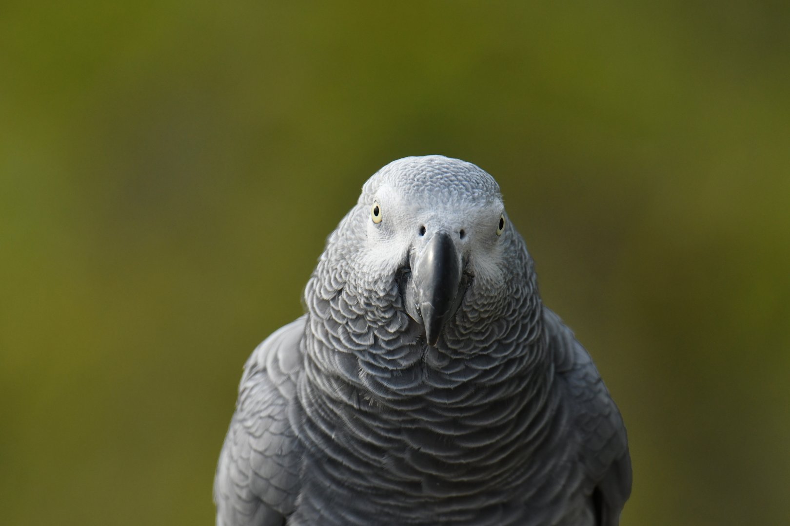 Grey Parrot (Psittacus erithacus)