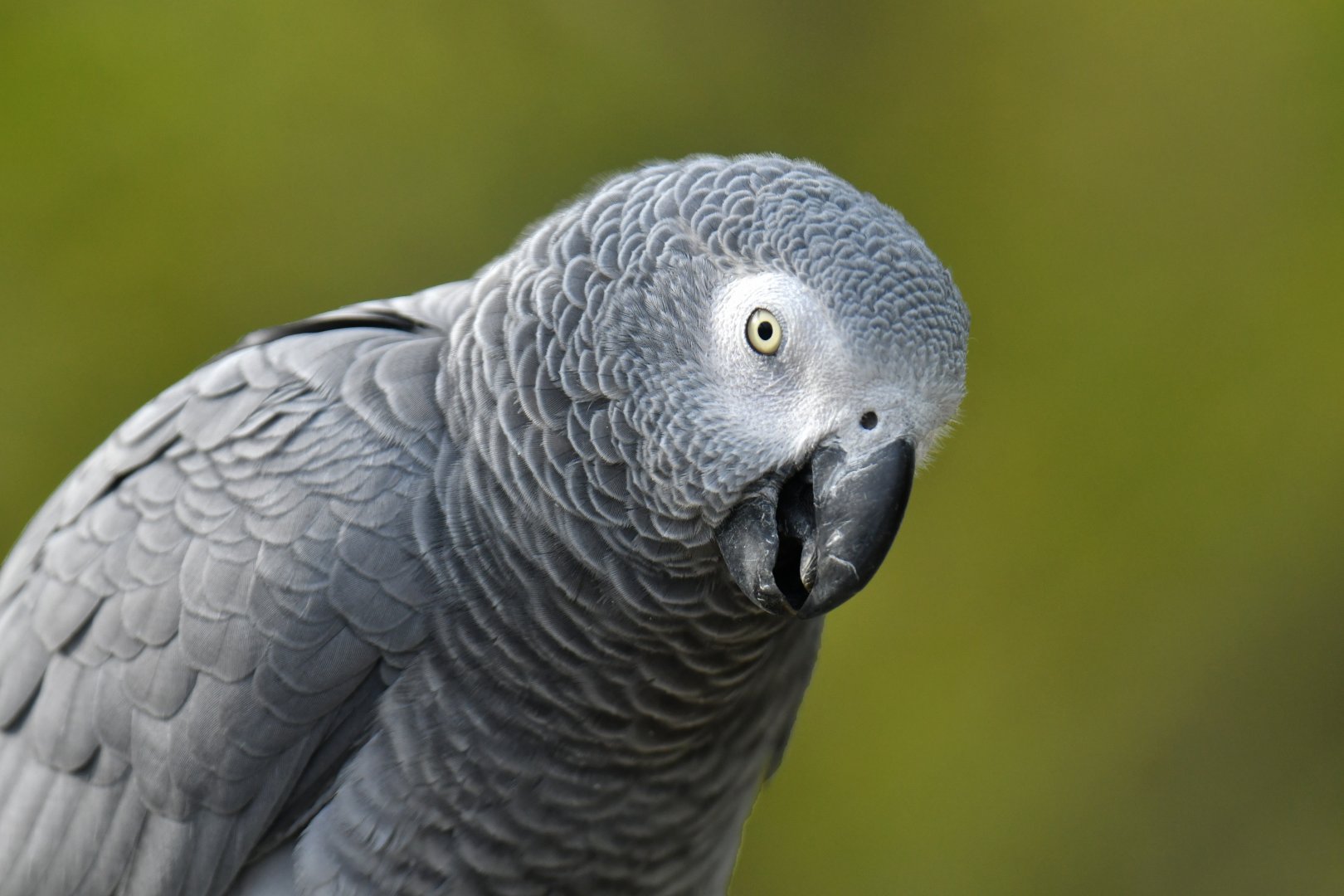 Grey Parrot (Psittacus erithacus)