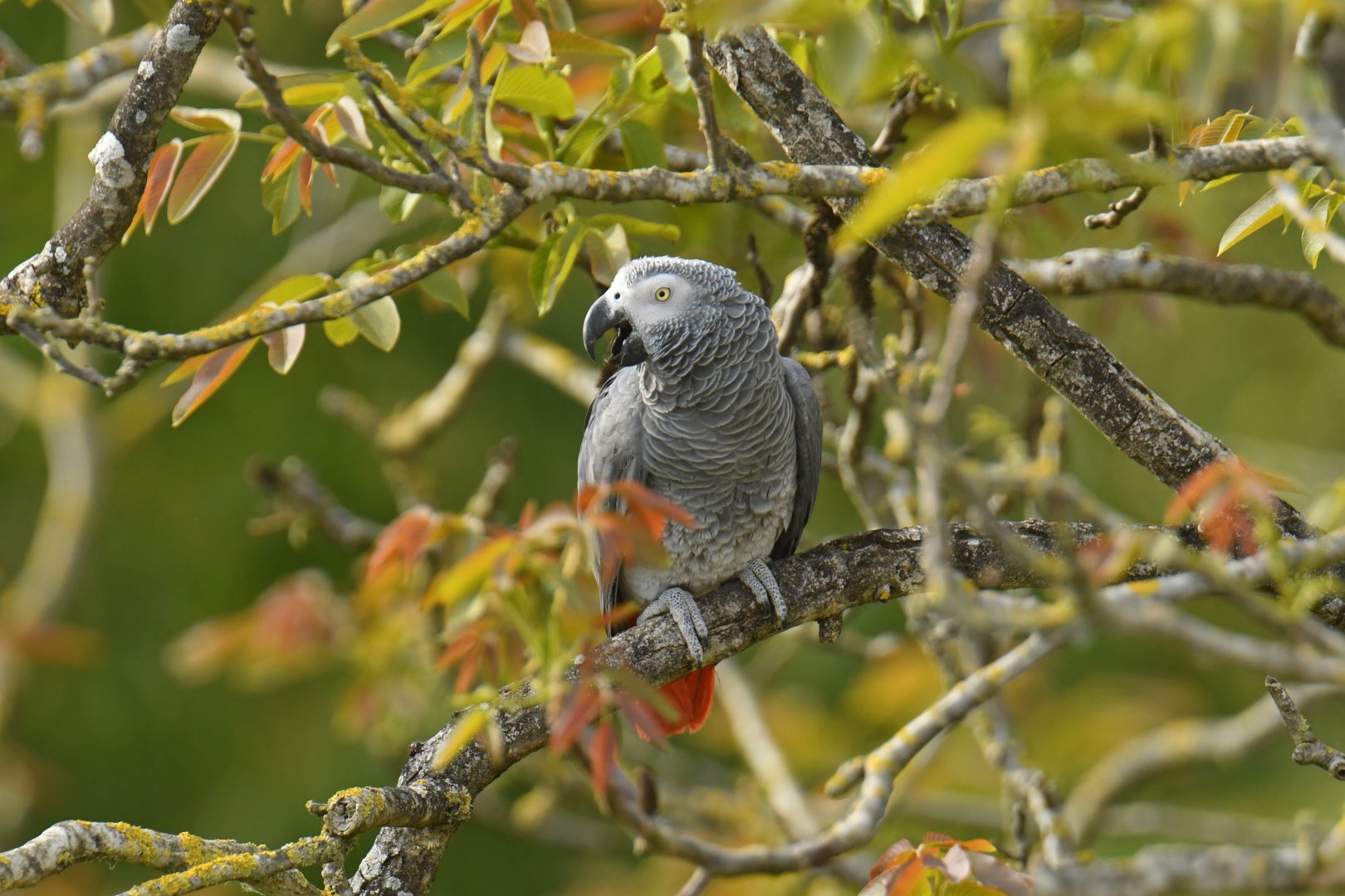 Grey Parrot (Psittacus erithacus)