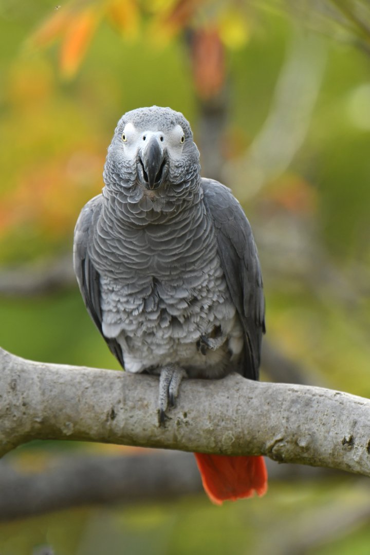Grey Parrot (Psittacus erithacus)