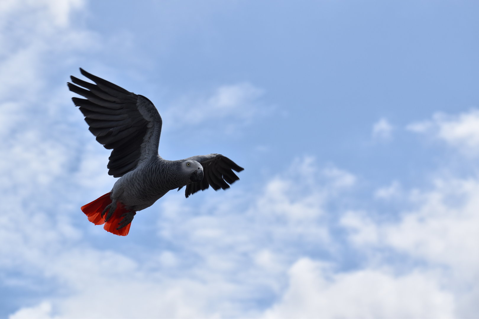 Grey Parrot - Psittacus erithacus