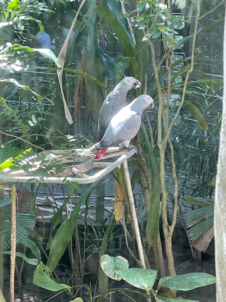 Grey Parrot (Psittacus erithacus)