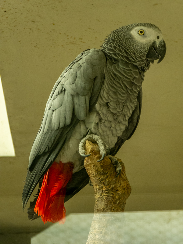 grey parrot (Psittacus erithacus)