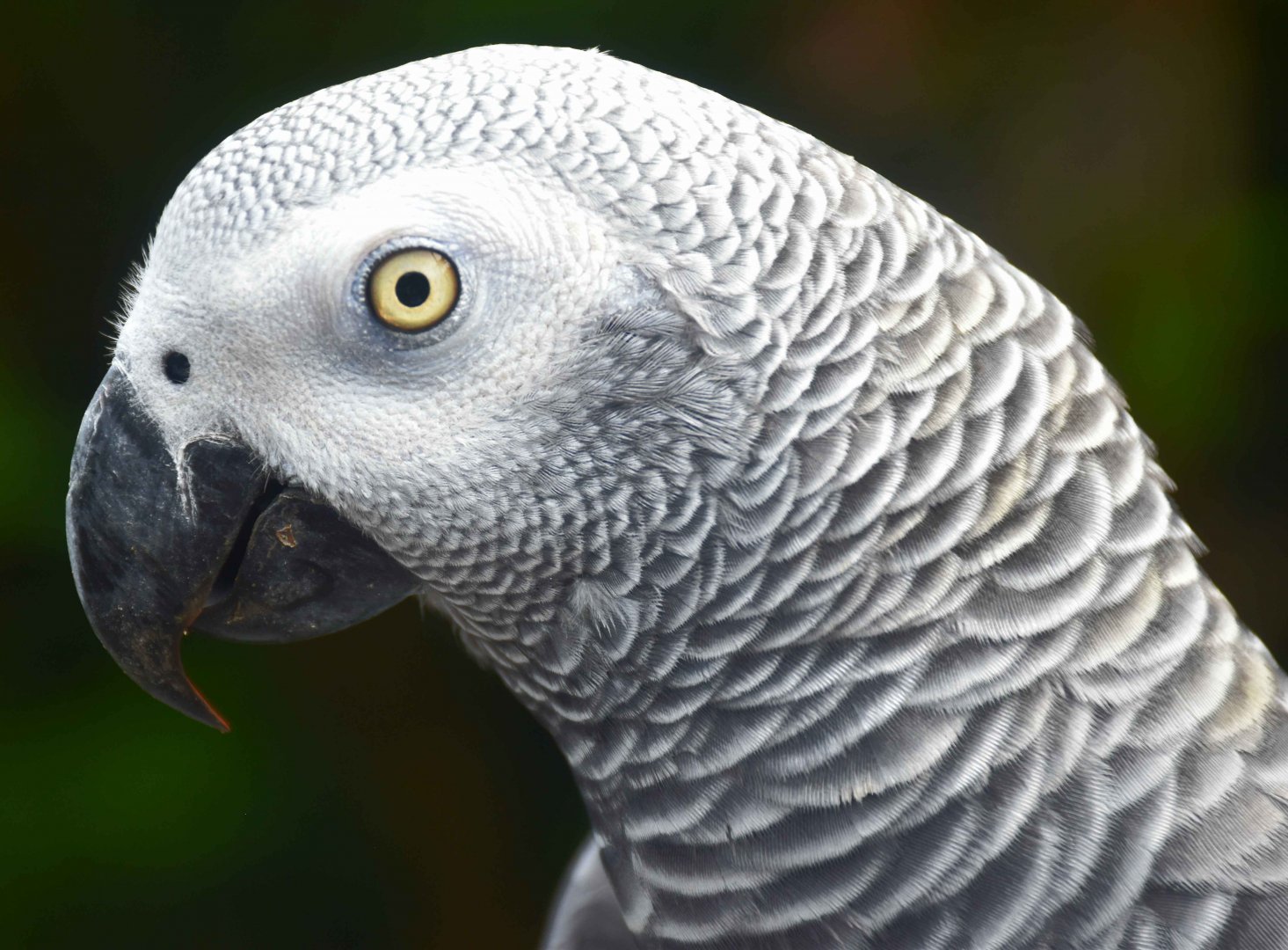 Grey Parrot (Psittacus erithacus)