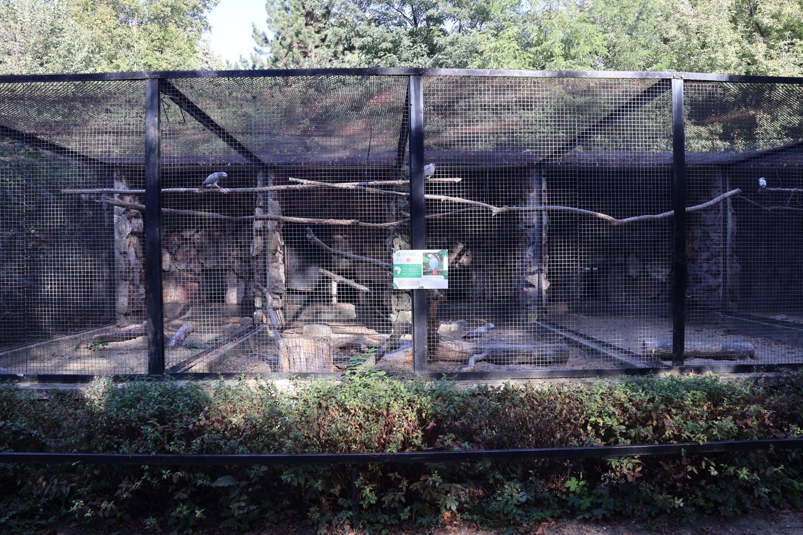 Grey Parrot (Psittacus erithacus)