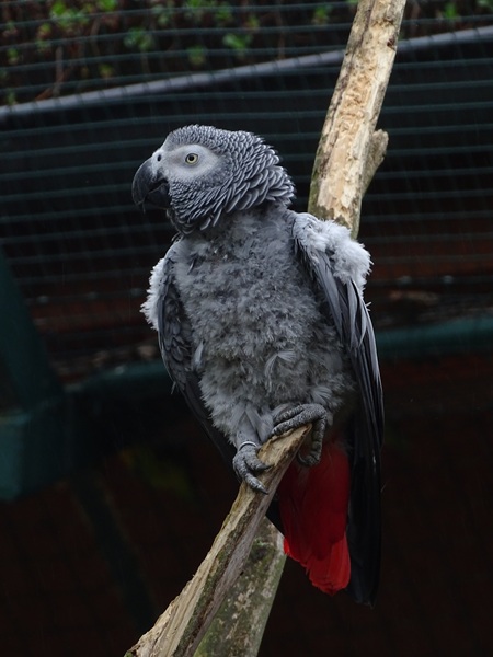 Grey parrot (Psittacus erithacus)