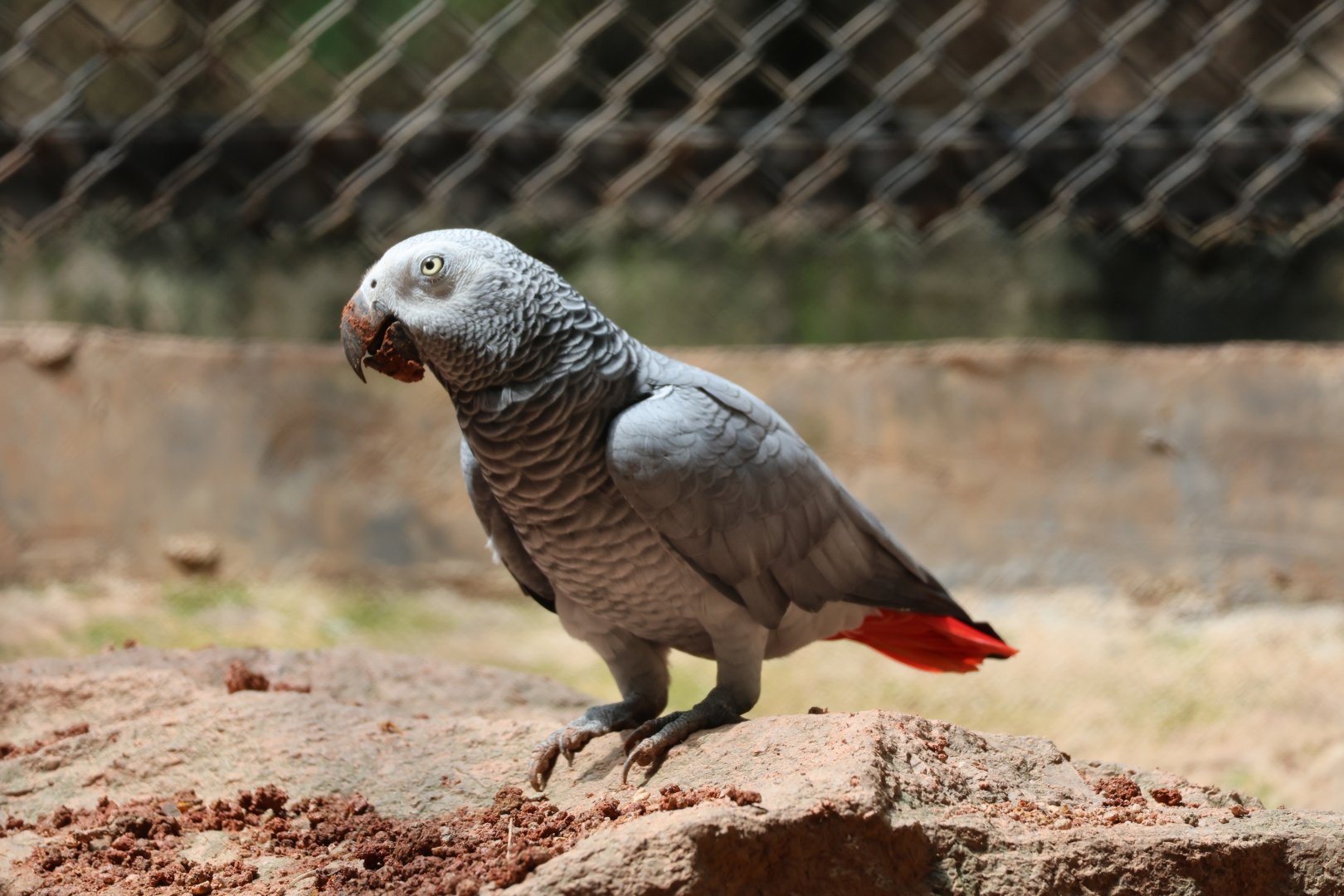 Grey parrot (Psittacus erithacus)