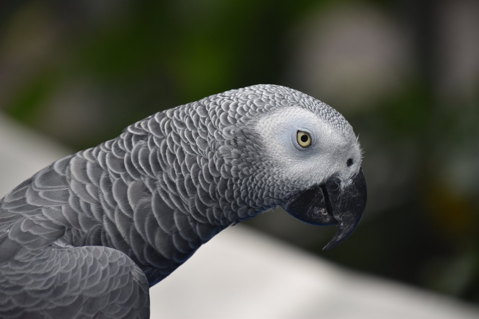 Grey parrot, Psittacus erithacus