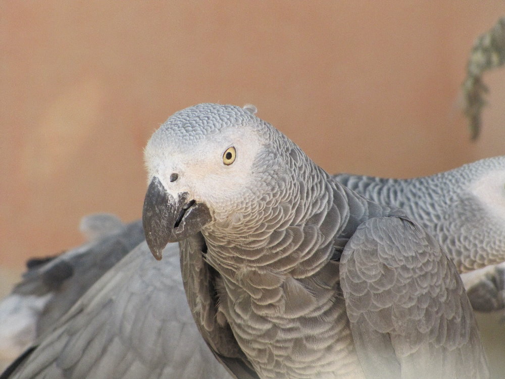 Grey Parrot