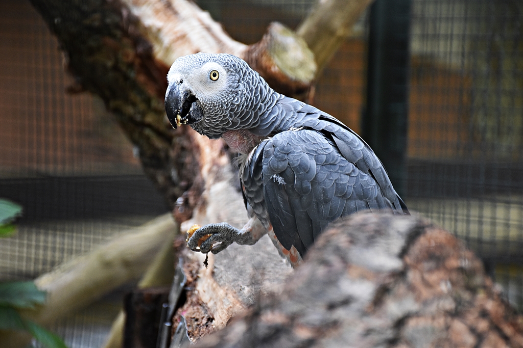 Grey parrot