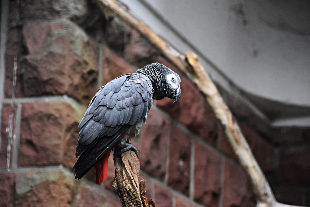 Grey parrot