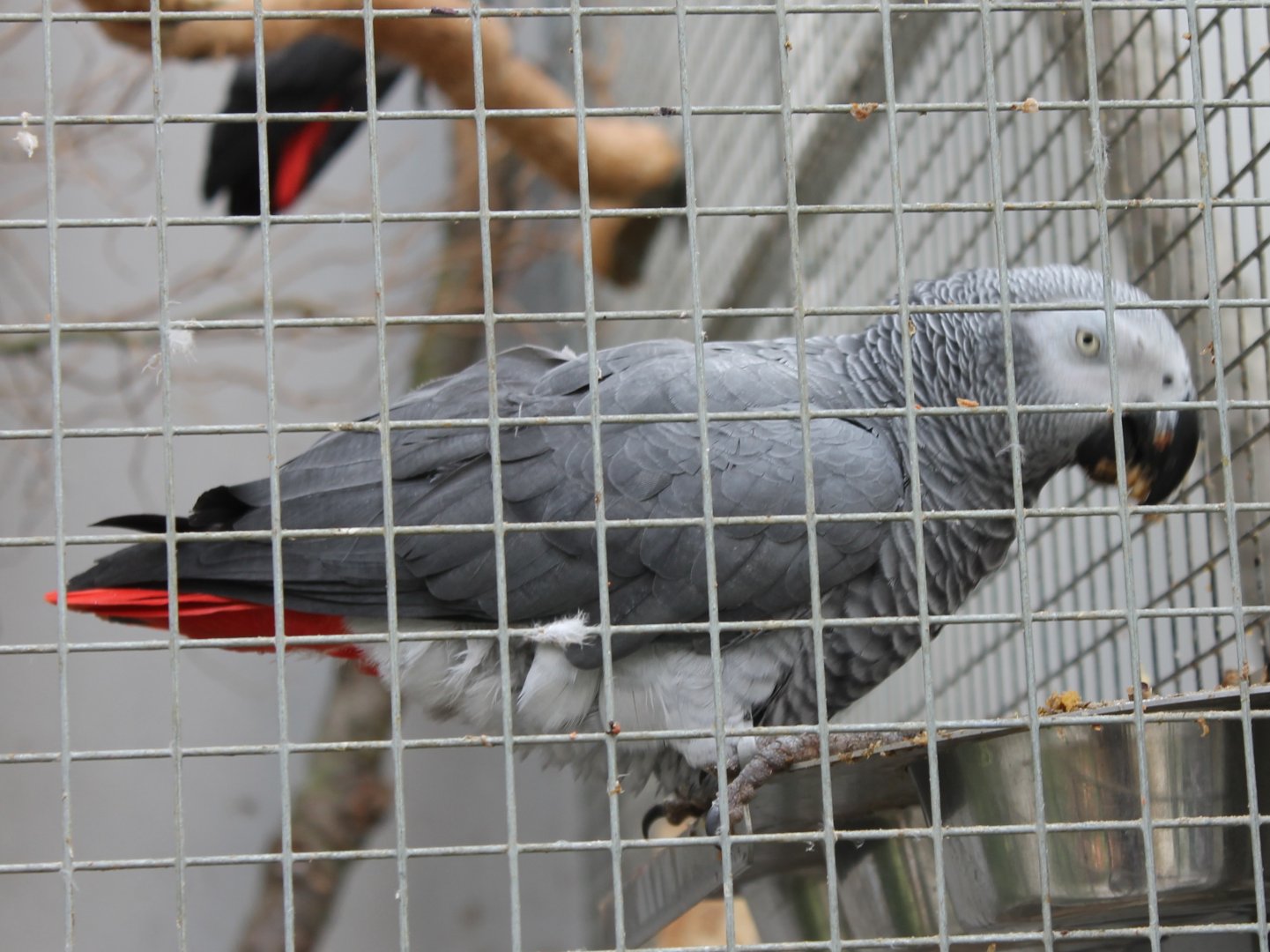 Grey parrot