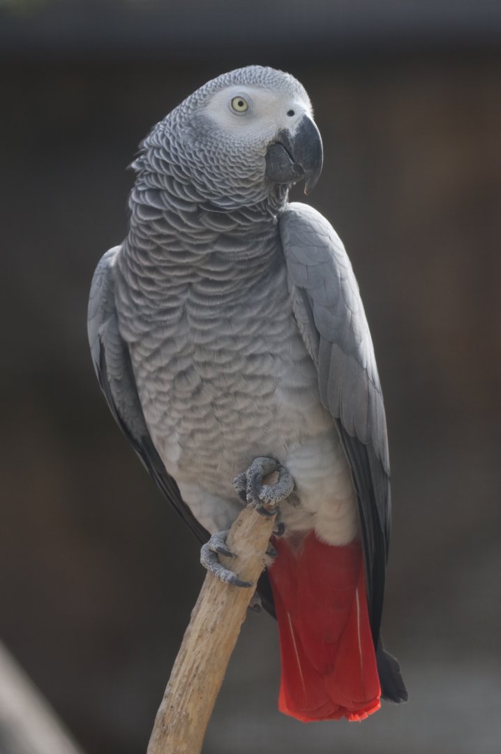 Grey parrot