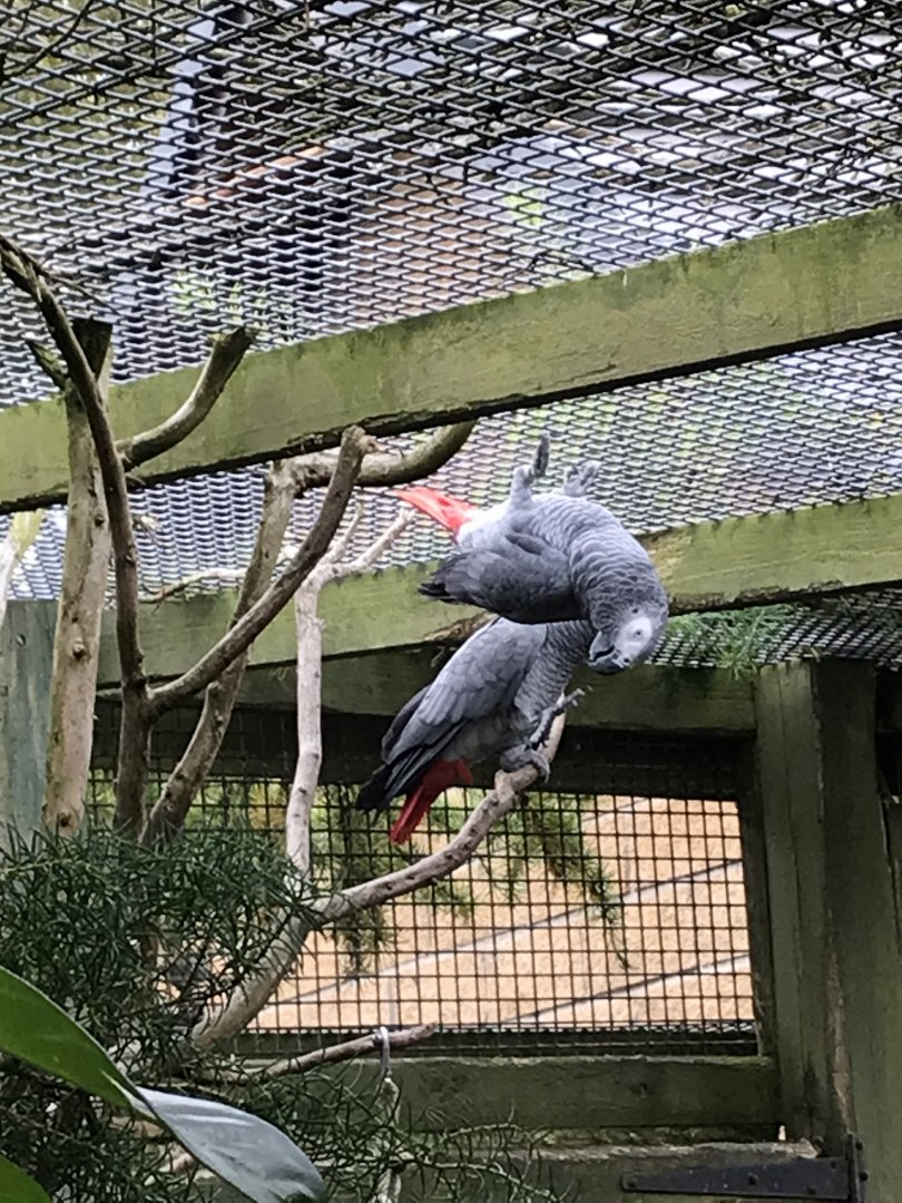 Grey parrot