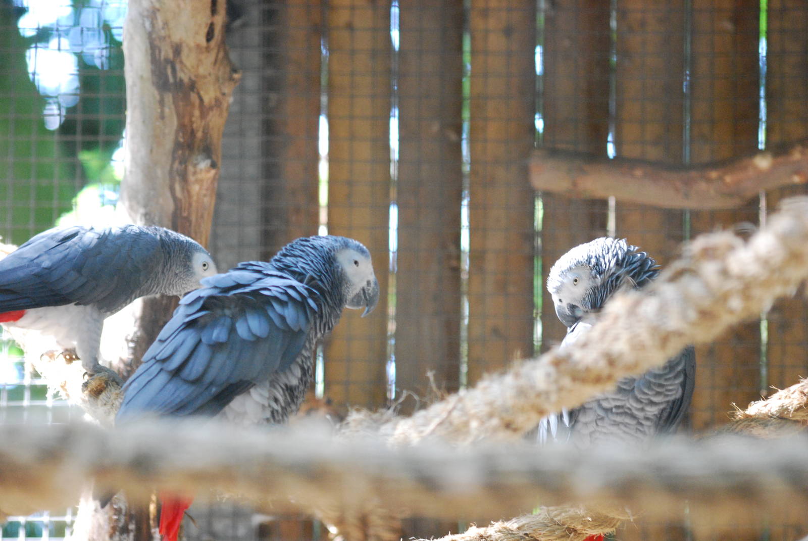 Grey parrots at Africa Alive!
