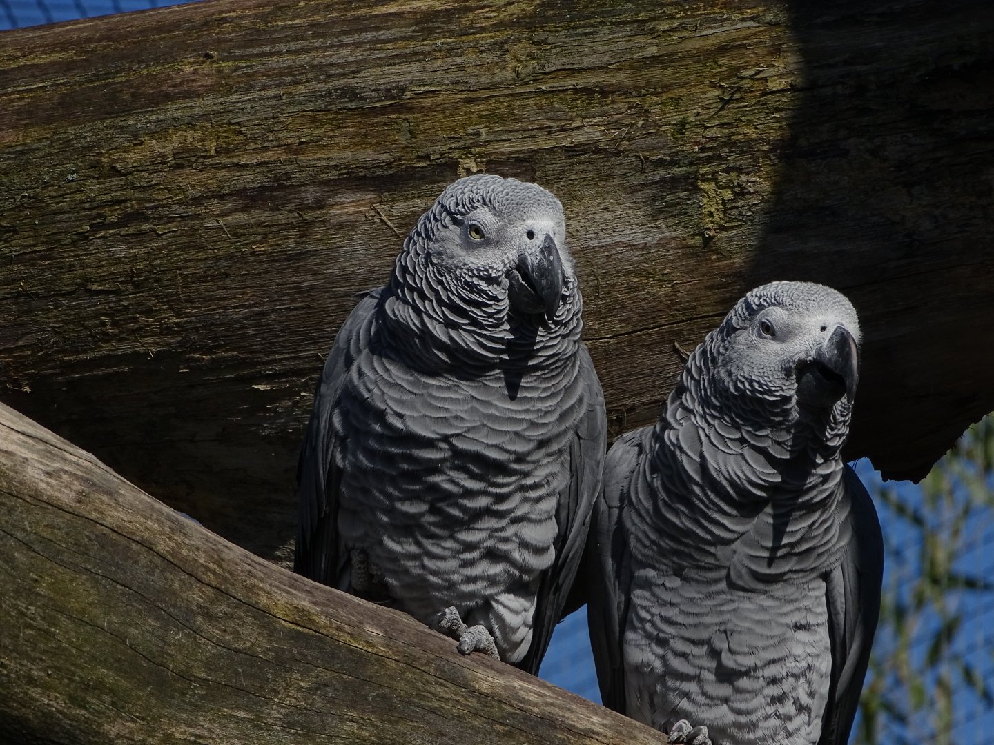 Grey parrots (Psittacus erithacus)