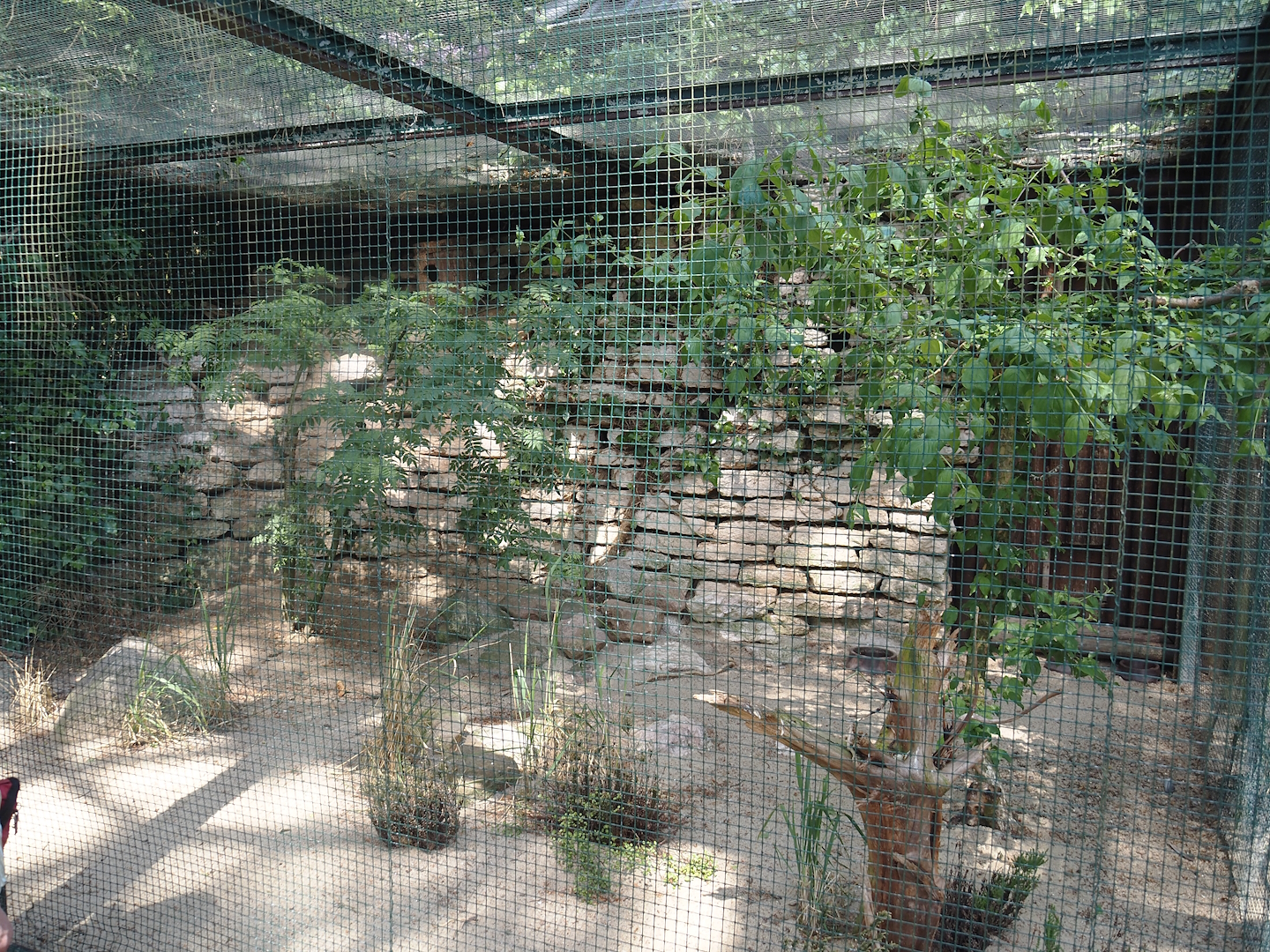Grey partridge and Little owl aviary, 2024-05-21