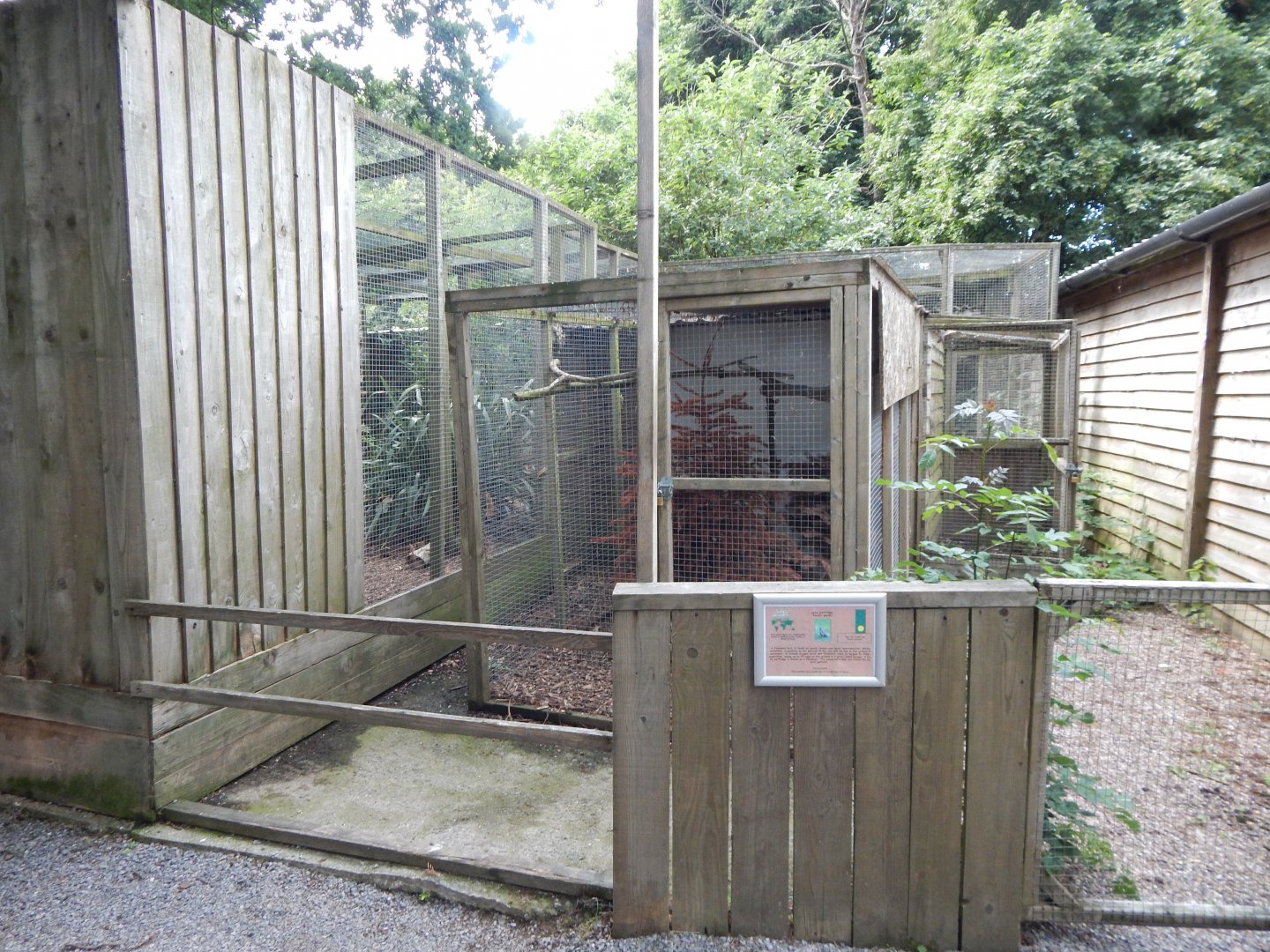 Grey partridge aviary 060625
