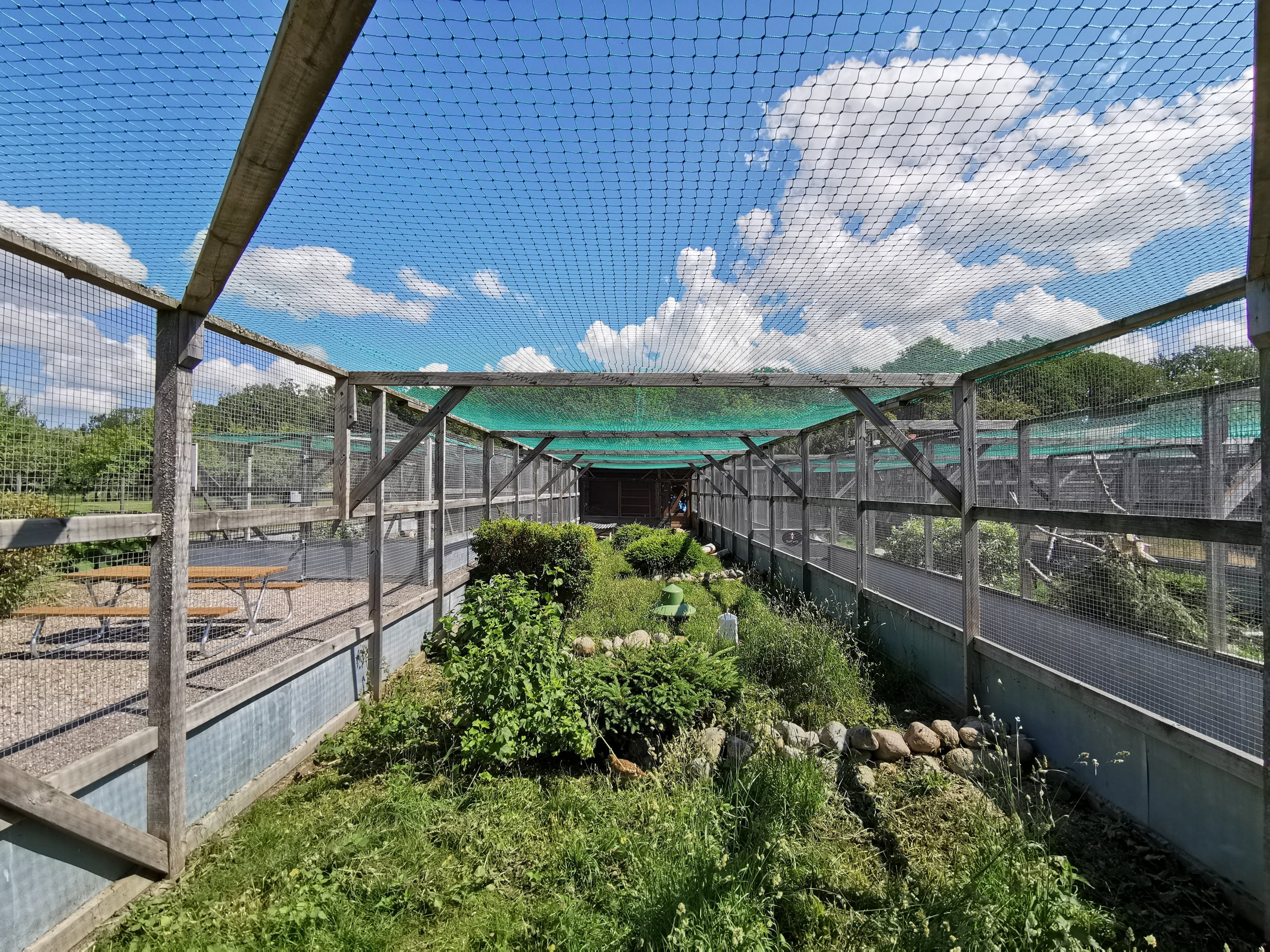 Grey partridge aviary