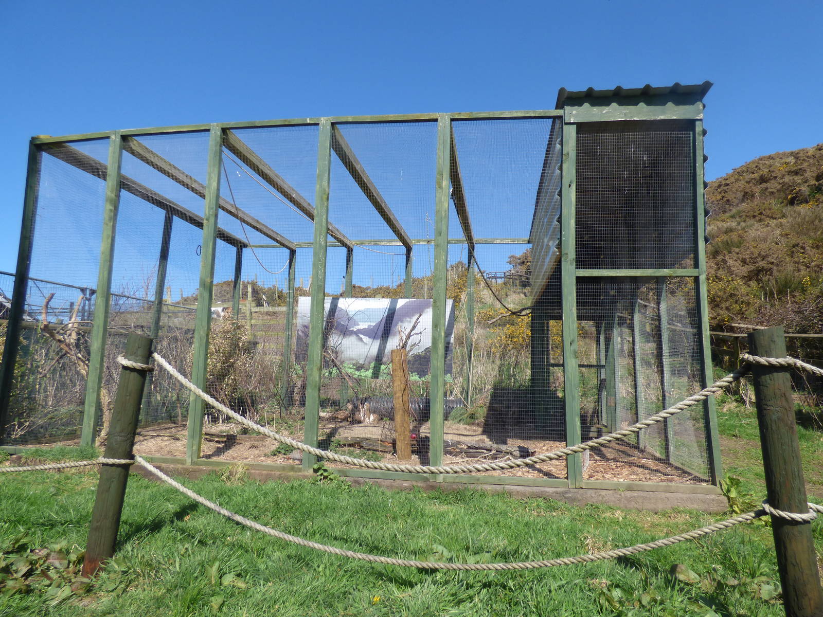 Grey Partridge & Azure-Winged Magpie Enclosure