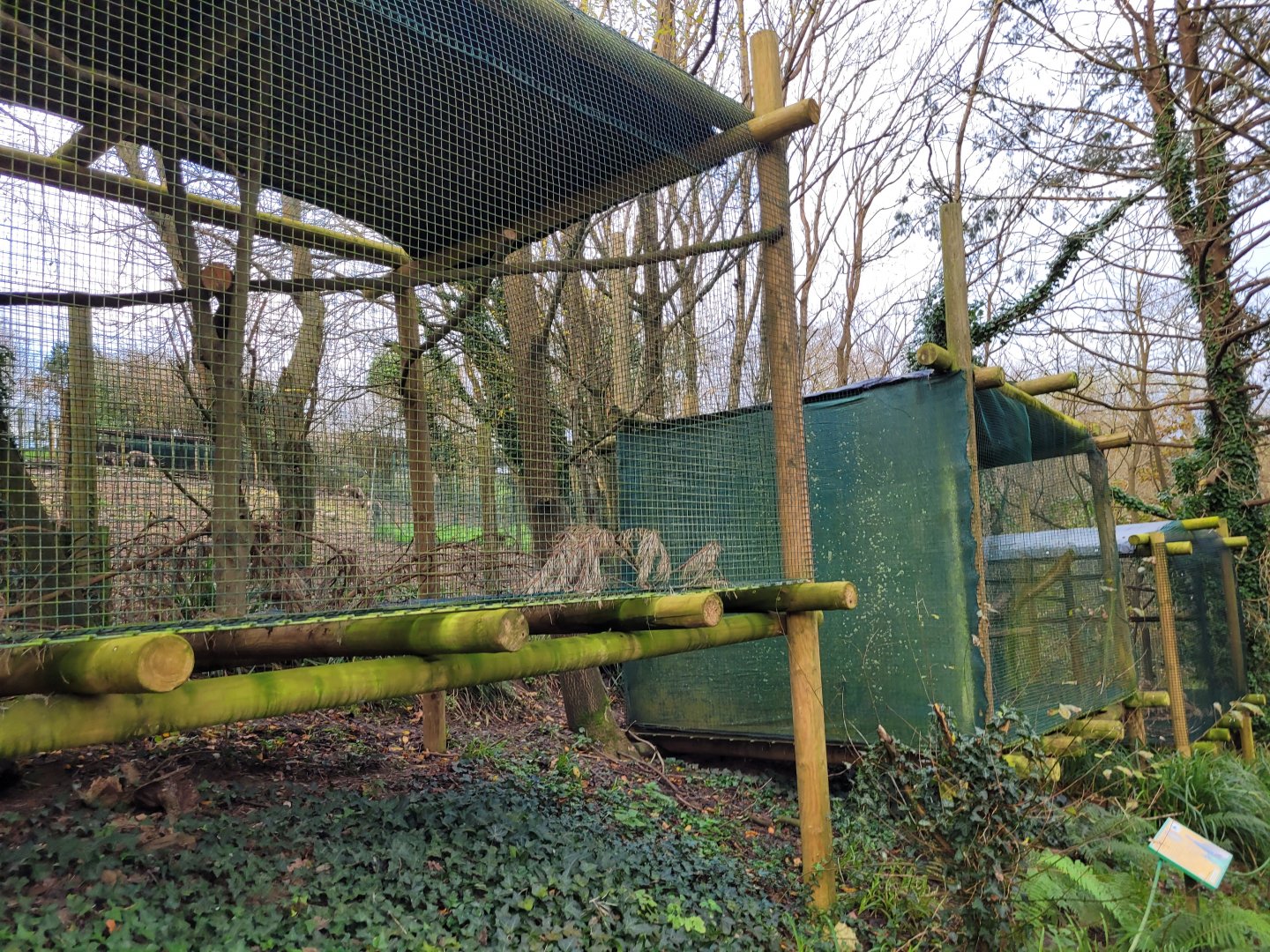 Grey partridge exhibit -Zoo de Santillana del Mar (2023)