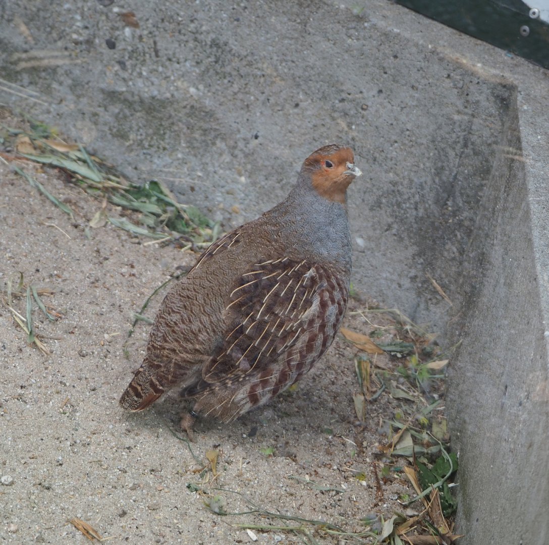 Grey partridge (Perdix perdix), 2022-05-17