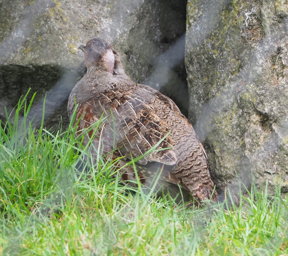 Grey partridge (Perdix perdix), 2022-05-17