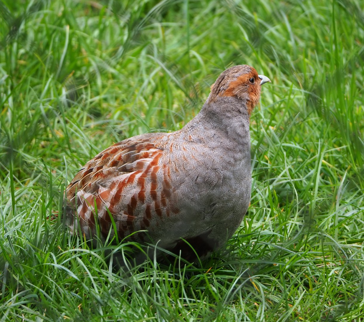 Grey partridge (Perdix perdix), 2022-05-17