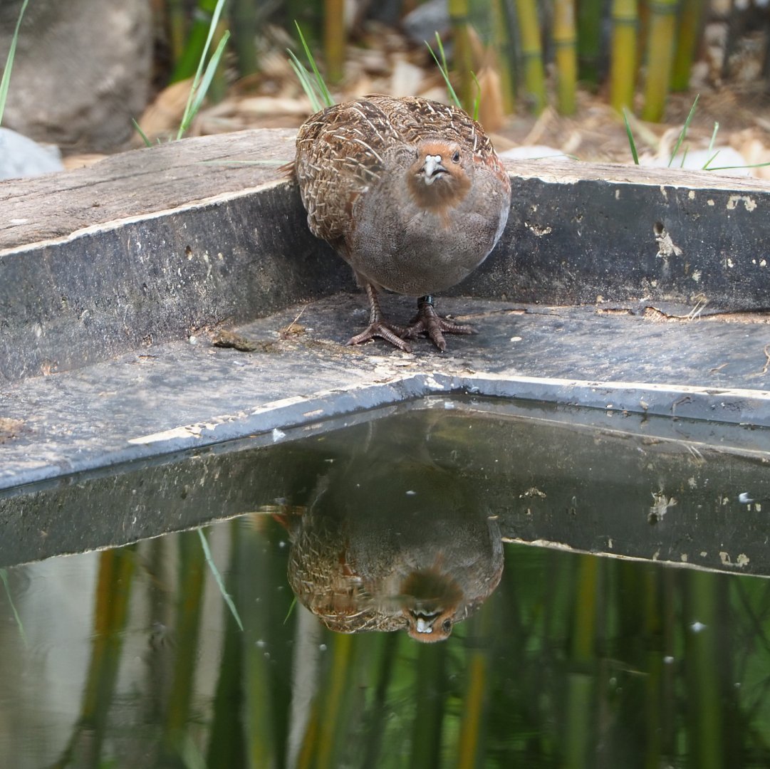 Grey partridge (Perdix perdix), 2022-05-17